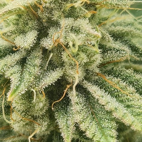Gelato growlog timeline photo