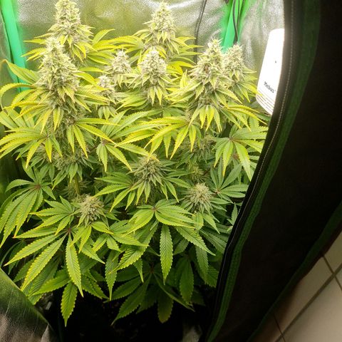 Gelato growlog timeline photo