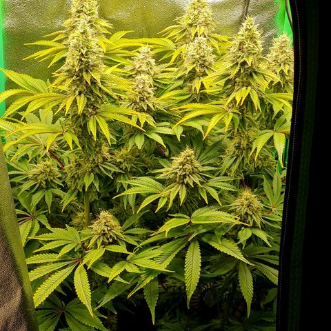 Gelato growlog timeline photo