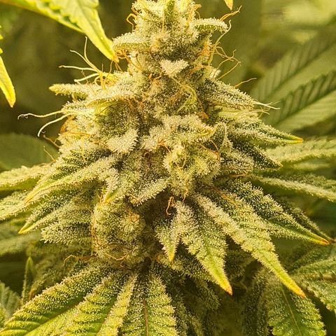 Gelato growlog timeline photo