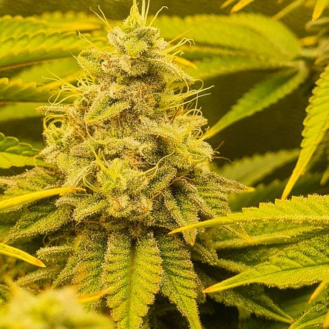 Gelato growlog timeline photo