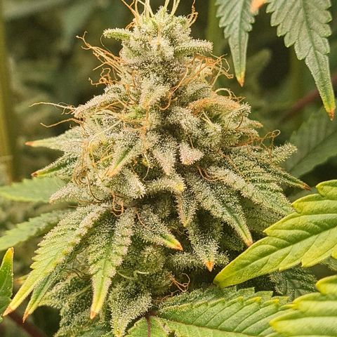 Gelato growlog timeline photo