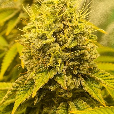 Gelato growlog timeline photo