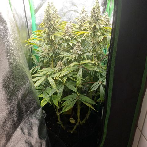 Gelato growlog timeline photo