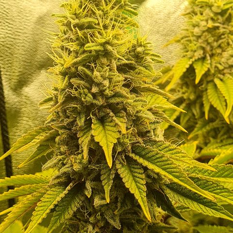 Gelato growlog timeline photo