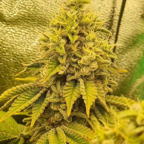 Gelato growlog timeline photo