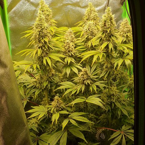 Gelato growlog timeline photo