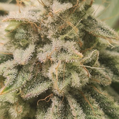 Gelato growlog timeline photo
