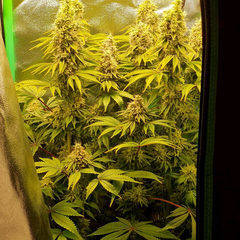 Gelato growlog timeline photo