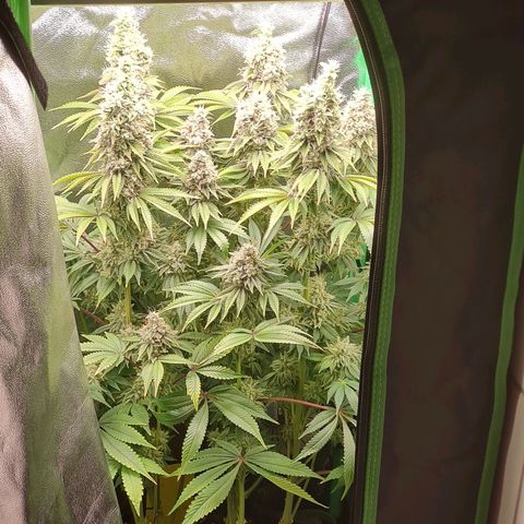 Gelato growlog timeline photo