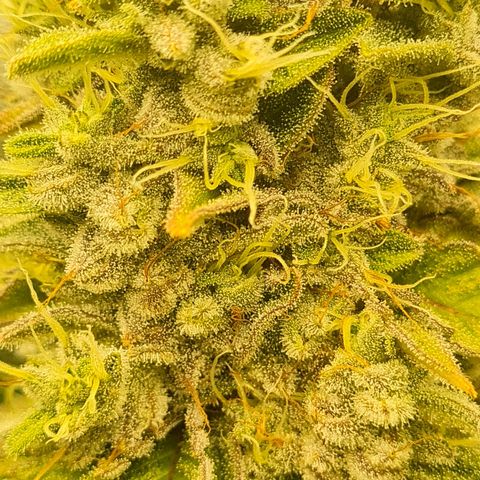 Gelato growlog timeline photo