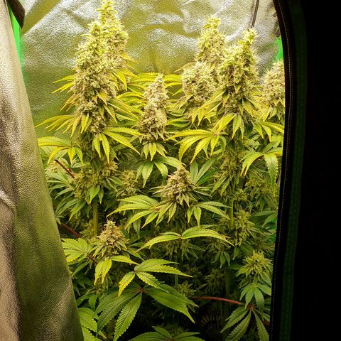 Gelato growlog timeline photo