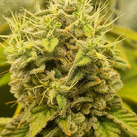Gelato growlog timeline photo