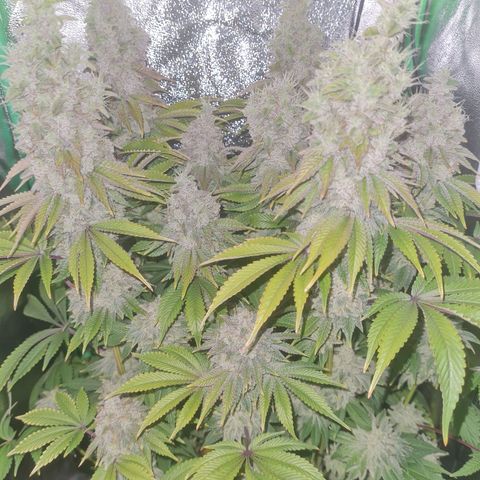 Gelato growlog timeline photo