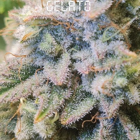 Gelato growlog timeline photo