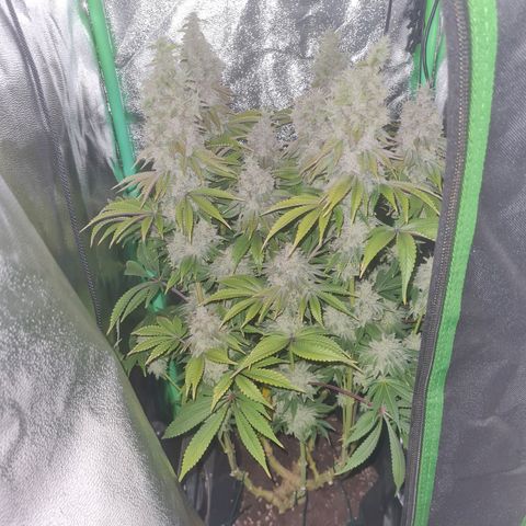 Gelato growlog timeline photo