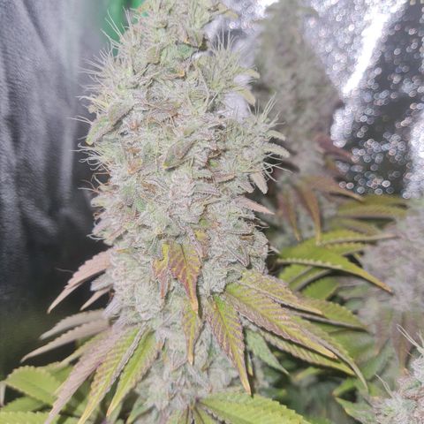 Gelato growlog timeline photo