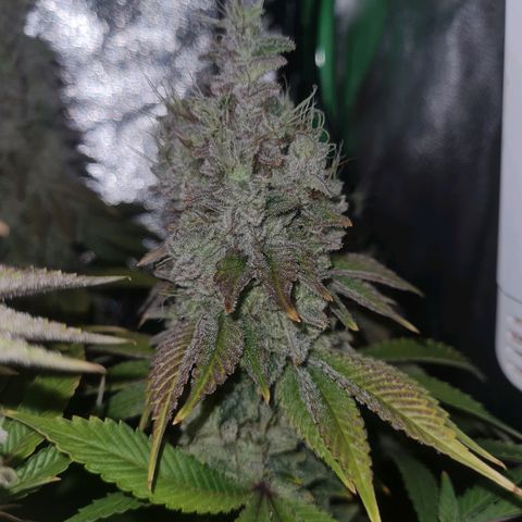 Gelato growlog timeline photo