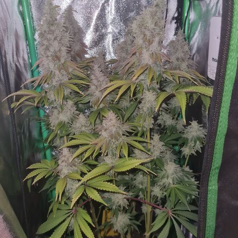Gelato growlog timeline photo