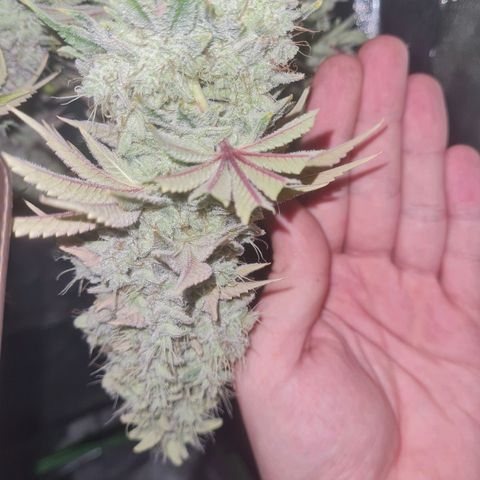 Gelato growlog timeline photo