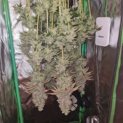 Gelato growlog timeline photo