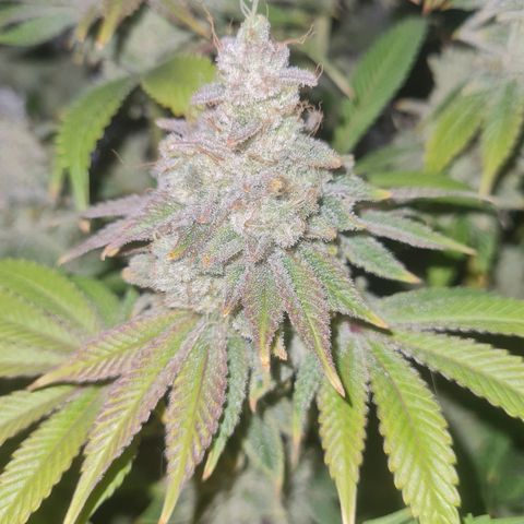 Gelato growlog timeline photo