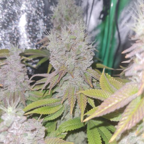 Gelato growlog timeline photo