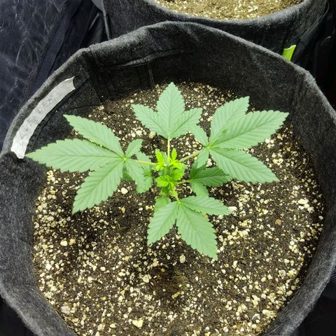 Kunk  growlog photo: 4 dias após poda apical
