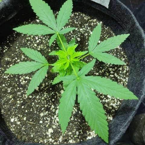 Alzheimer growlog photo: 4 dias após poda apical