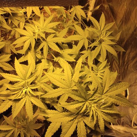 Alzheimer growlog timeline photo