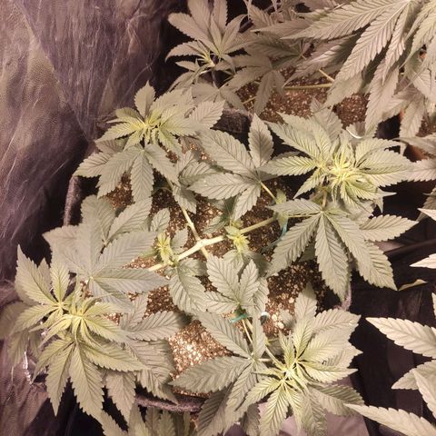 Kunk  growlog timeline photo