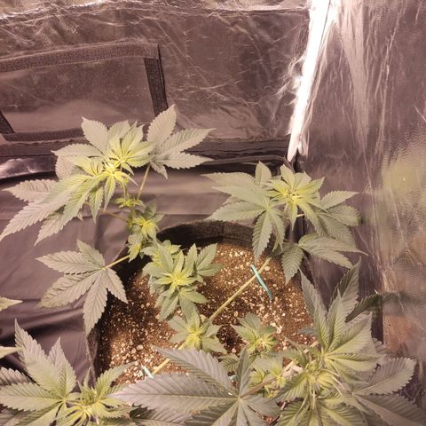 Kunk  growlog photo: Desfoliaçao 