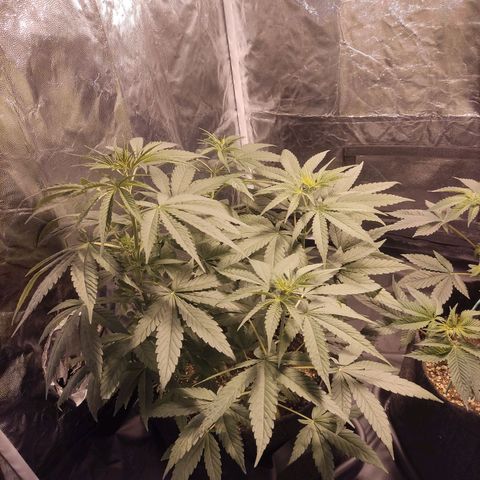Alzheimer growlog photo: Desfoliaçao antes e depois