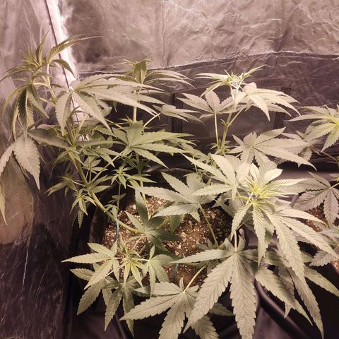 Alzheimer growlog timeline photo
