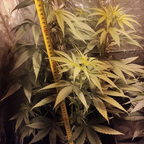 Alzheimer growlog photo: Última semana de vega