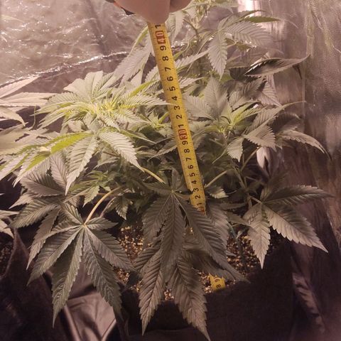 Kunk  growlog photo: Última semana de vega 