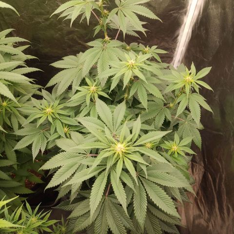 Kunk  growlog photo: 15 dias de flora