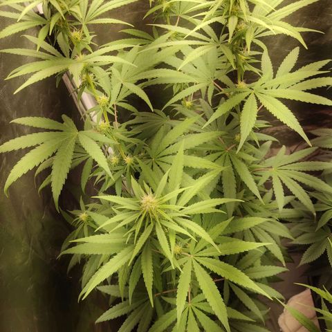 Alzheimer growlog photo: 15 dias de flora