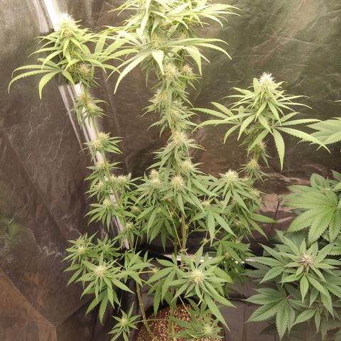 Alzheimer growlog timeline photo