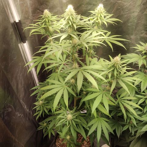Alzheimer growlog photo: Desfoliaçao 21 dias de flora