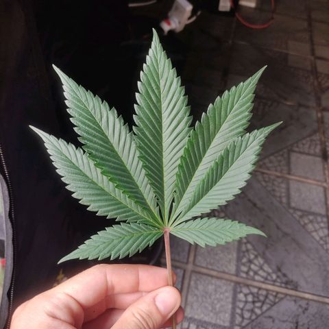 Kunk  growlog timeline photo