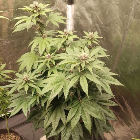 Kunk  growlog photo: Desfoliaçao 21 dias de flora 