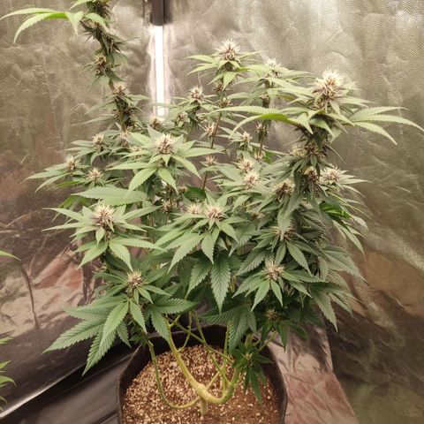 Kunk  growlog timeline photo