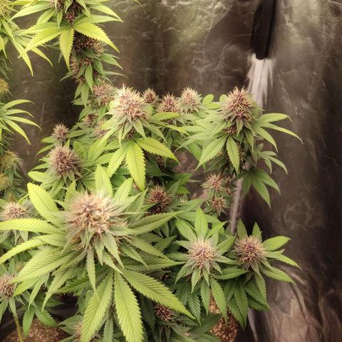 Kunk  growlog photo: 40 dias de flora