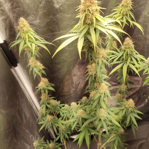 Alzheimer growlog photo: 40 dias de flora