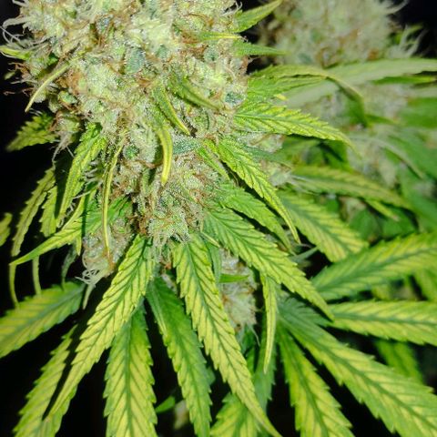Alzheimer growlog photo: 49 dias de floração 