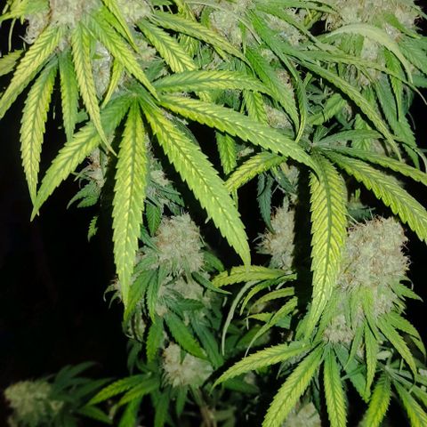 Alzheimer growlog photo: 49 dias de floração 