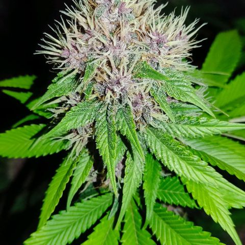 Kunk  growlog photo: 49 dias de floração 