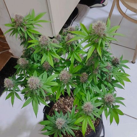 Kunk  growlog photo: 49 dias de floração 