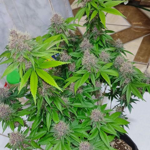 Kunk  growlog photo: 49 dias de floração 
